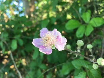 Close-up of pink flowering plant