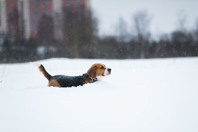 Dog on snow covered landscape during winter