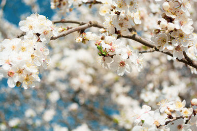 Cherry blossoms in the garden, many white flowers on a soft blurred background.