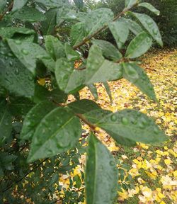 Plants growing on a tree