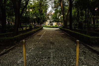 Walkway amidst trees