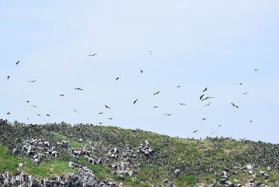 View of birds on landscape