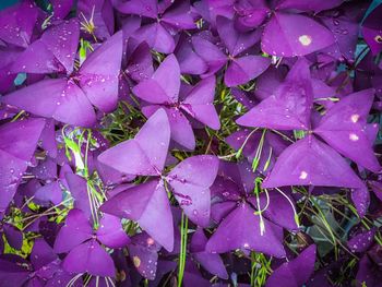 Full frame shot of oxalis growing on field