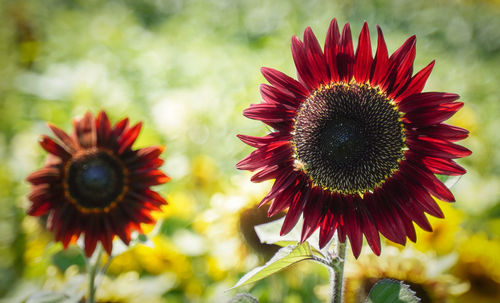 Close-up of red sunflower