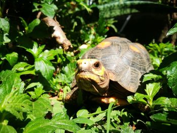 Close-up of a turtle on a land