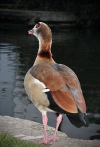 Close-up of bird perching on a lake