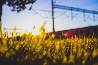 Close-up of yellow flowering plants on field against sky