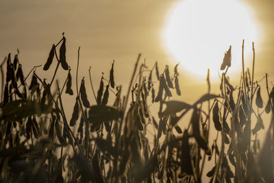 Close-up of stalks in field against sunset sky