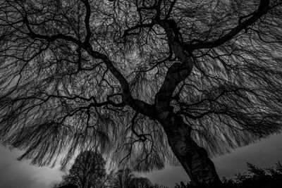 Low angle view of bare tree against sky