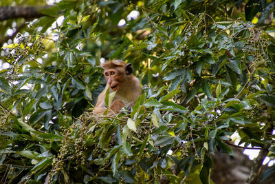 Low angle view of monkey on tree