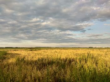 Scenic view of field against sky