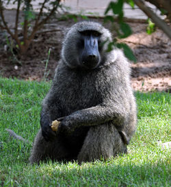 Portrait of monkey sitting on grass