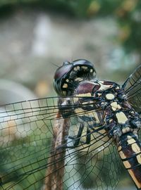 Close-up of dragonfly