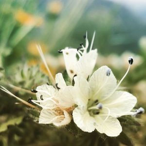 Close-up of white flowers blooming outdoors