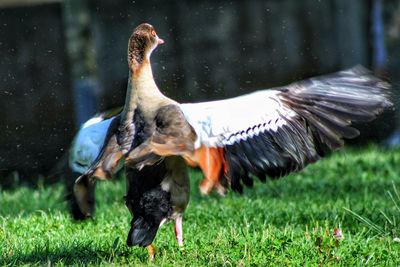 Close-up of birds on field