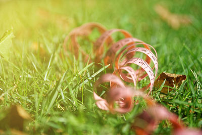 Close-up of mushroom growing on field