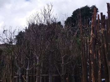 Low angle view of bare trees against sky