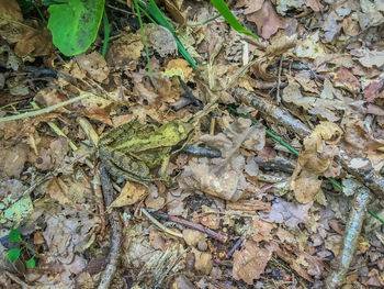 High angle view of dried leaves on field