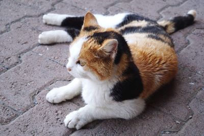 High angle view of cat resting on footpath