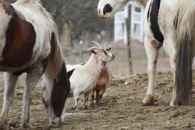 Horses standing in a field