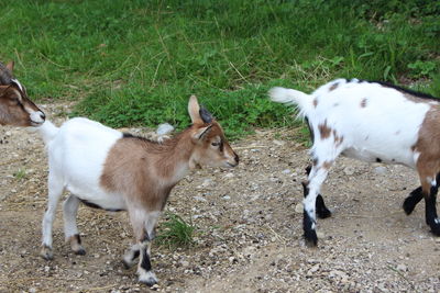 View of two goats on field