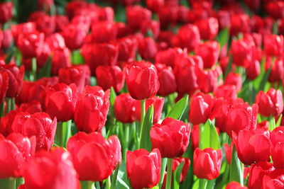 Close-up of red tulips