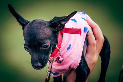 Close-up of person holding dog