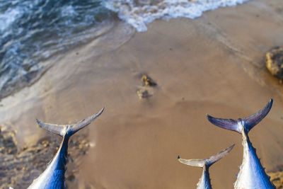 Close-up of tails fin against sand at beach