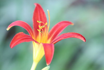 Close-up of red flower