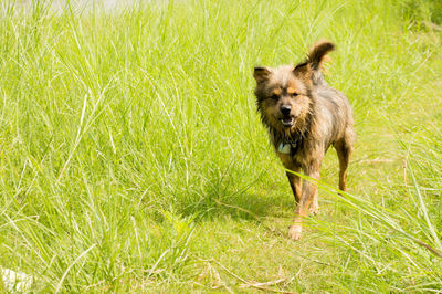 Dog walking on grassy field