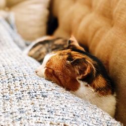 Close-up of a dog sleeping