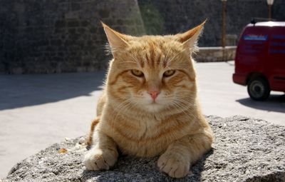 Cat sitting on street