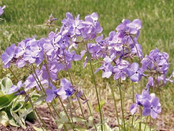 Close-up of purple flowering plants on field