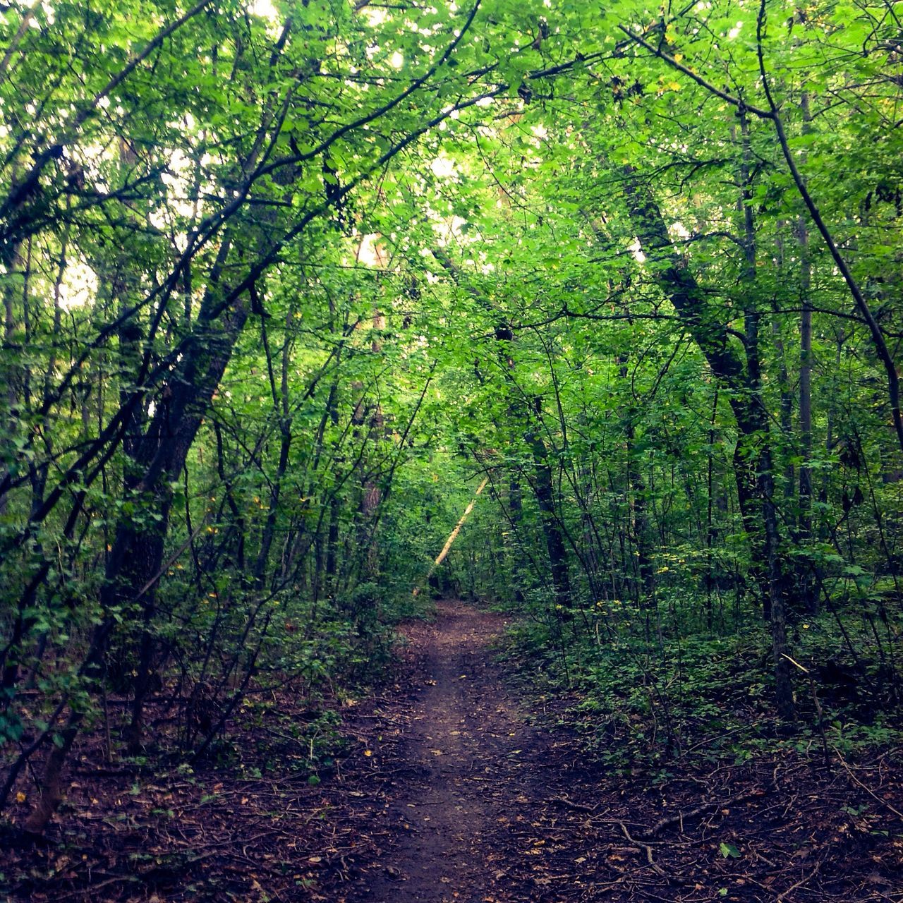 tree, forest, the way forward, tranquility, growth, nature, tranquil scene, beauty in nature, green color, branch, diminishing perspective, tree trunk, scenics, woodland, vanishing point, footpath, lush foliage, dirt road, narrow, non-urban scene