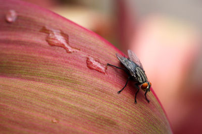 Close-up of insect on red leaf