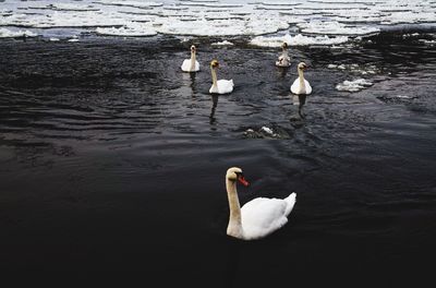 Swan floating on lake