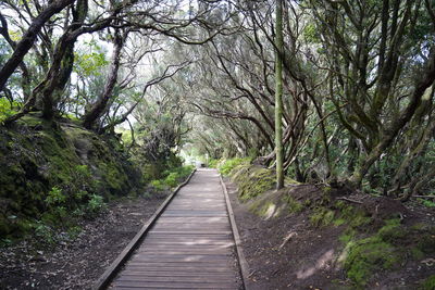 Footpath amidst trees in forest, rural de anaga park, san cristóbal de la laguna, tenerife, spain 