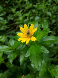 Close-up of bee on yellow flower