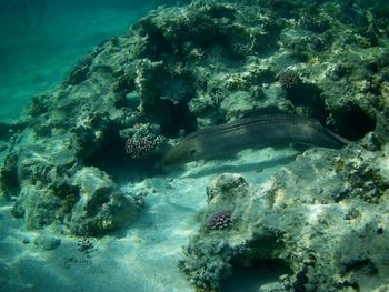 View of fish swimming in sea