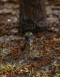 Bird perching on a field