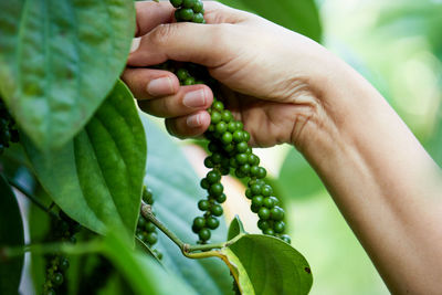 Close-up of hand harvesting fresh peppercorn in the garden