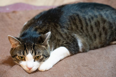 Close-up of a cat sleeping