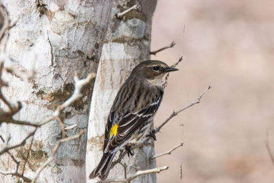 Close-up of bird perching on tree trunk