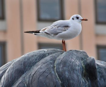 Close-up of birds perching on railing