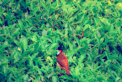 Bird perching on plant