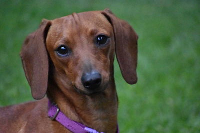 Close-up portrait of dog