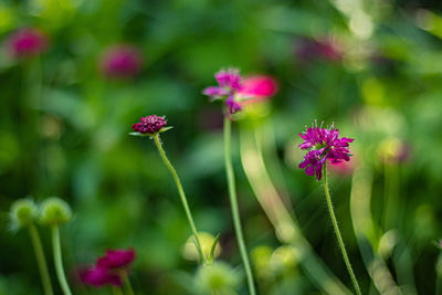 Close-up of pink flowering plant