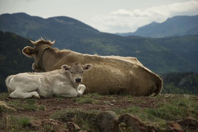 Cow relaxing on field against mountain