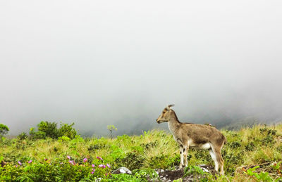 Side view of sheep in field