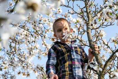 Boy in the branches of magnolia. boy sniffing magnolia flowers.